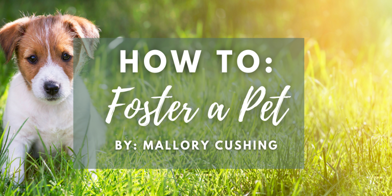 How to Foster a Pet blog cover