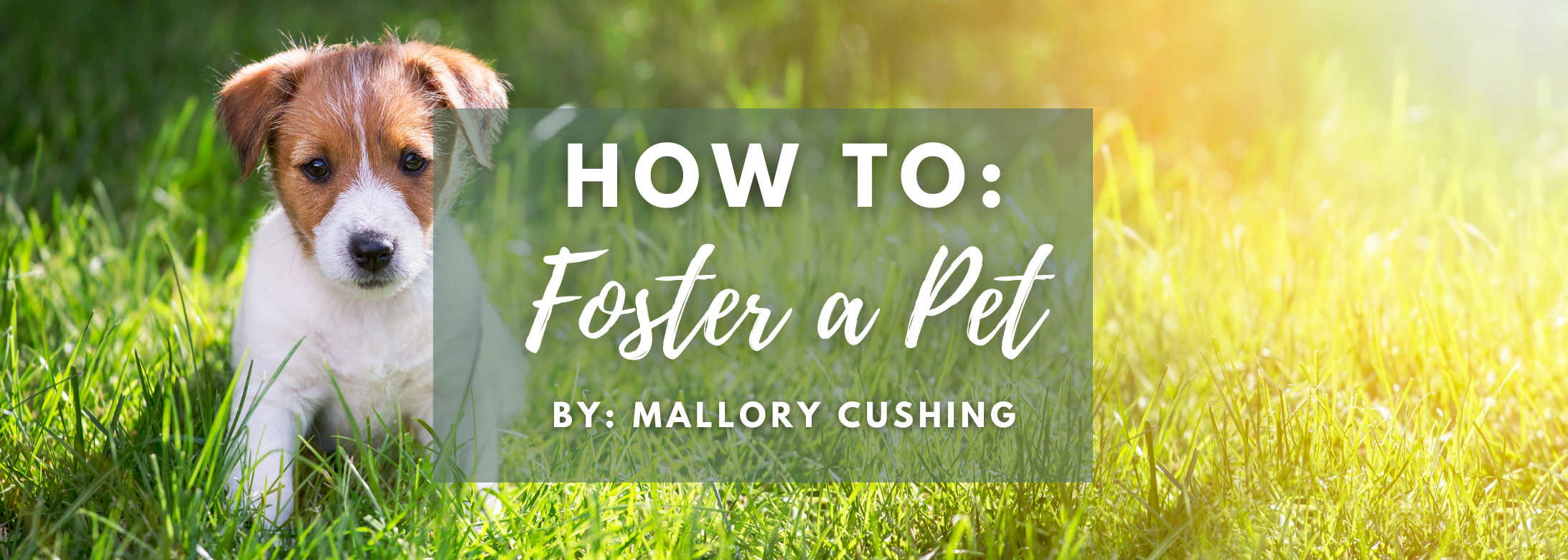 How to Foster a Pet blog cover